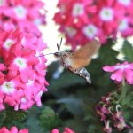 Sfinge colibrì (Foto R. Ostellino, Piobesi torinese)